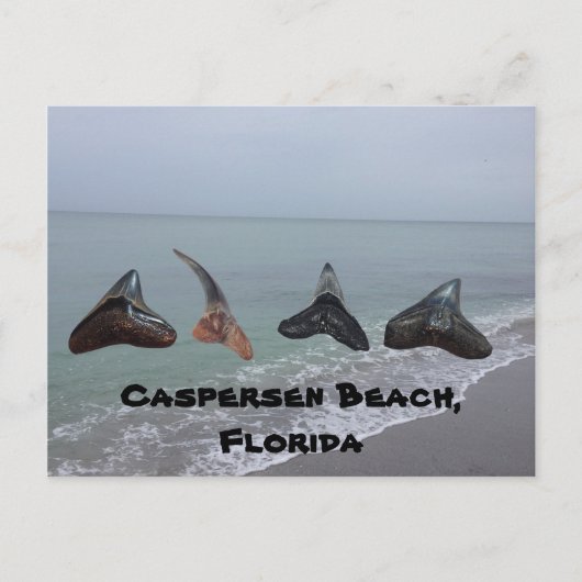 Oude gefossiliseerde haaientanden Florida Beach Tr Briefkaart (Voorkant)
