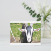 Oude geit briefkaart (Staand voorkant)