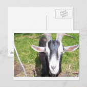 Oude geit briefkaart (Voorkant / Achterkant)