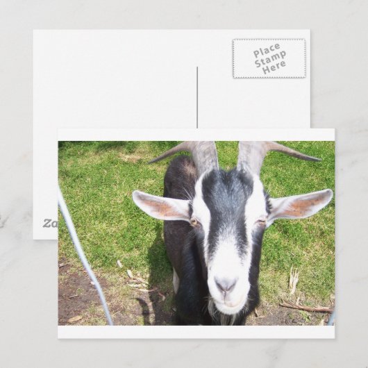 Oude geit briefkaart (Voorkant / Achterkant)