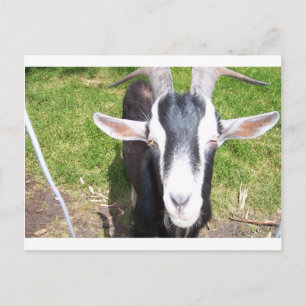 Oude geit briefkaart