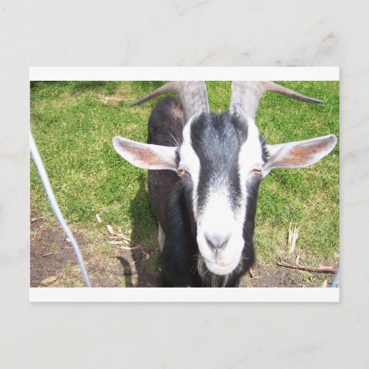 Oude geit briefkaart (Voorkant)