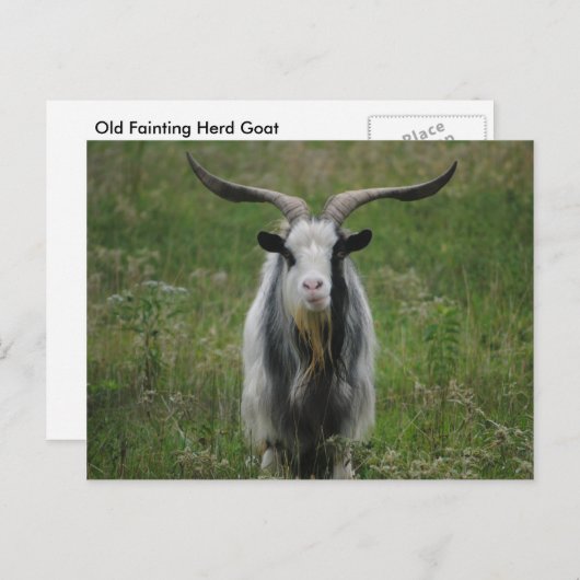Oude geit briefkaart (Voorkant / Achterkant)