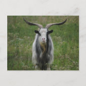 Oude geit briefkaart (Voorkant)