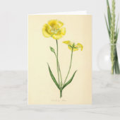 Oude Gele Bloem Illustratie Kaart (Voorkant)