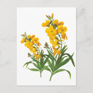 Oude gele bloemen botanische illustratie briefkaart