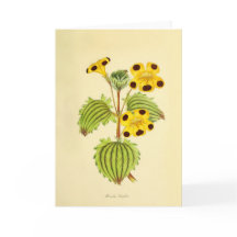 Oude gele en rode bloemillustratie