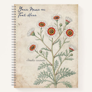 Oude geschilderde margriet botanisch notitieboek