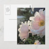 Oude gesmolten Rozen Briefkaart (Voorkant / Achterkant)
