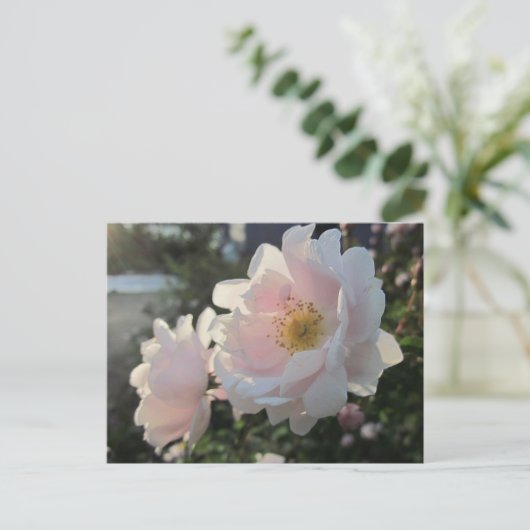 Oude gesmolten Rozen Briefkaart (Staand voorkant)