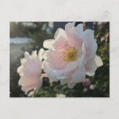 Oude gesmolten Rozen Briefkaart (Voorkant)