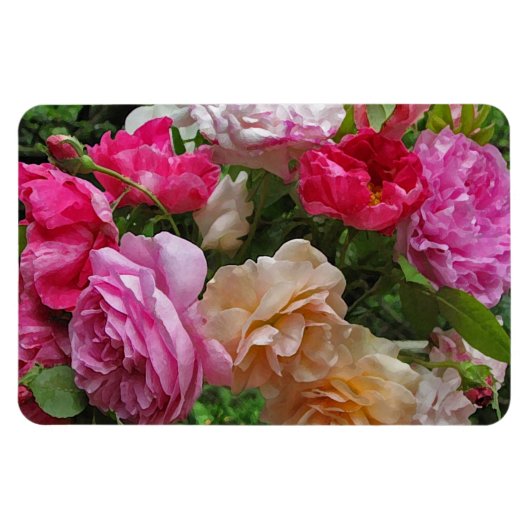 Oude gesmolten Rozen Magneet (Horizontaal)