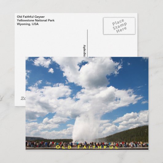 Oude getrouwe Geyser Briefkaart : Yellowstone Nat' (Voorkant / Achterkant)