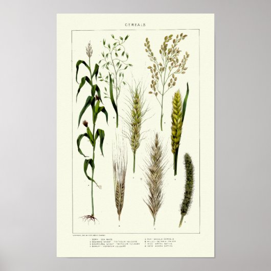 Oude graansoorten tarwe, rogge, gerst, haver poster (Voorkant)