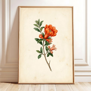 Oude granaatappel botanische canvasprint poster
