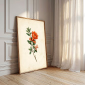 Oude granaatappel botanische canvasprint poster