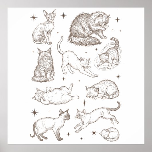 Oude Grappige Katten in Meerdere Houdingen Poster (Voorkant)