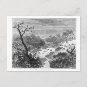Oude graving — Landschap met vee Briefkaart