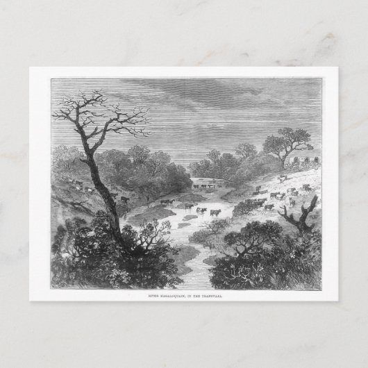 Oude graving — Landschap met vee Briefkaart (Voorkant)