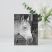 Oude grijze paarden briefkaart (Staand voorkant)