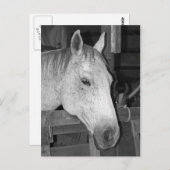 Oude grijze paarden briefkaart (Voorkant / Achterkant)