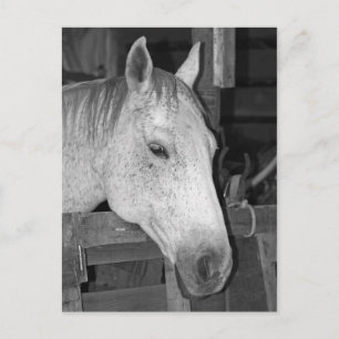 Oude grijze paarden briefkaart