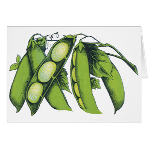 Oude Groenten; Lima Bonen, Biologische Boerderijpr