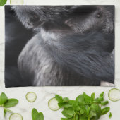 Oude handdoek van Chimpansee (Gevouwen)