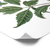 Oude Hibiscus Bloemen door Basilius Besler Poster (Hoek)