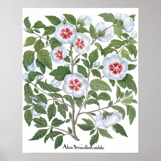 Oude Hibiscus Bloemen door Basilius Besler Poster (Voorkant)