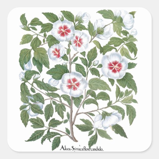 Oude Hibiscus Bloemen van Basilius Besler Vierkante Sticker (Voorkant)