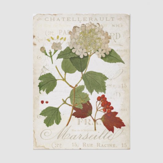 Oude Hortensia Botanische Franse Tekst Decoupage Tissuepapier (Voorkant)