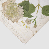Oude Hortensia Botanische Franse Tekst Decoupage Tissuepapier (Detail)