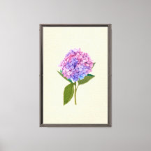 Oude Hortensia