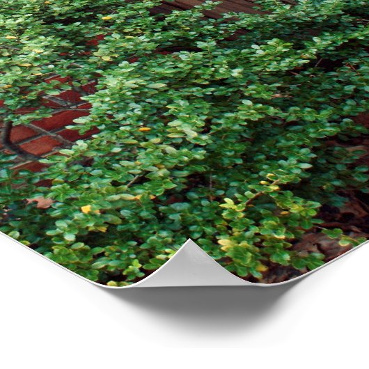 Oude houten deur poster (Hoek)