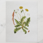 Oude illustratie flyer van paardenbloem (Achterkant)