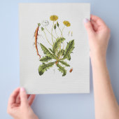 Oude illustratie flyer van paardenbloem (Hand)