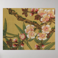 Oude Japanse Kersenbloesem Aziatische Bloemen