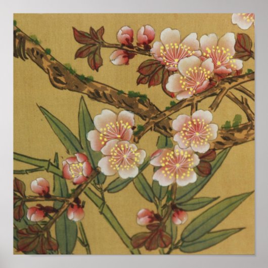 Oude Japanse Kersenbloesem Aziatische Bloemen Poster (Voorkant)