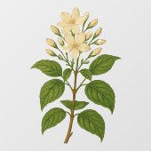 Oude Jasmijn Raamsticker (Vel)