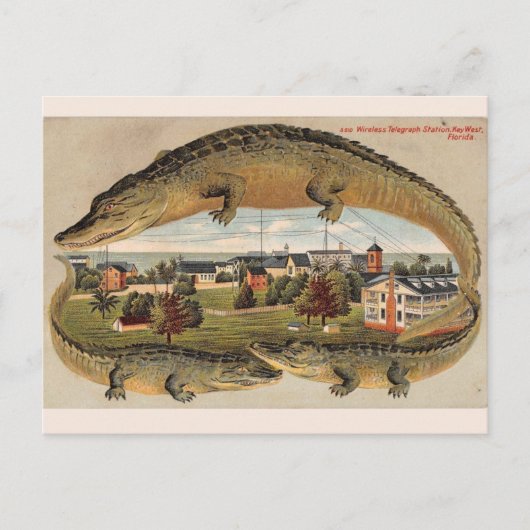 Oude Key West Alligator Prentbrief Briefkaart (Voorkant)
