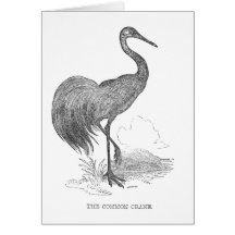 Oude kraanvogel Pen en inkt tekening