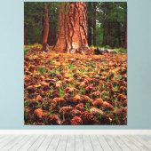Oude kweek Ponderosa-boom met dennenaaltjes Canvas Afdruk (Insitu (Houten vloer))