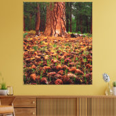 Oude kweek Ponderosa-boom met dennenaaltjes Canvas Afdruk (Insitu (Woonkamer))