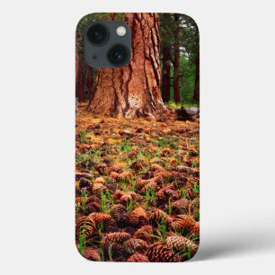 Oude kweek Ponderosa-boom met dennenaaltjes iPhone 13 Hoesje