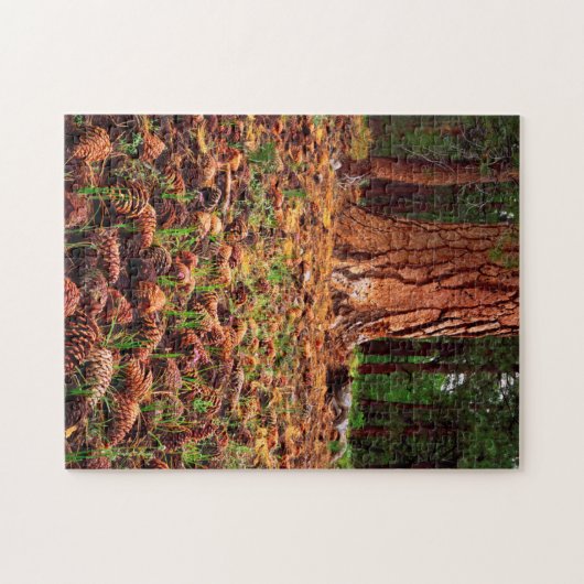 Oude kweek Ponderosa-boom met dennenaaltjes Legpuzzel (Horizontaal)