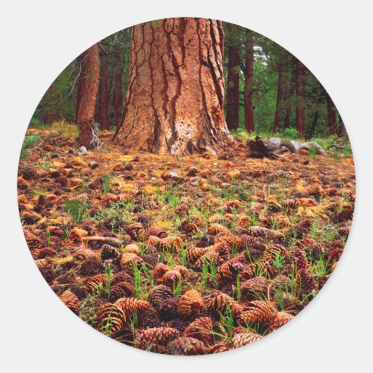 Oude kweek Ponderosa-boom met dennenaaltjes Ronde Sticker (Voorkant)