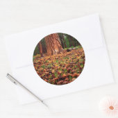 Oude kweek Ponderosa-boom met dennenaaltjes Ronde Sticker (Envelop)