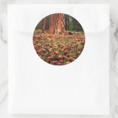 Oude kweek Ponderosa-boom met dennenaaltjes Ronde Sticker (Tas)