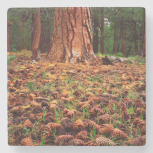 Oude kweek Ponderosa-boom met dennenaaltjes Stenen Onderzetter